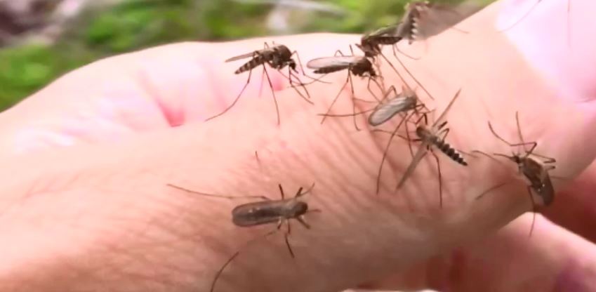 Tájékoztató a szúnyogok gyérítéséről a Balatoni Szövetség tagtelepülései részére