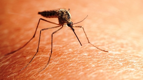 Tájékoztató a szúnyogok földi gyérítéséről