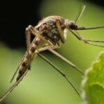 Földi szúnyoggyérítés – irtás és tájékoztató
