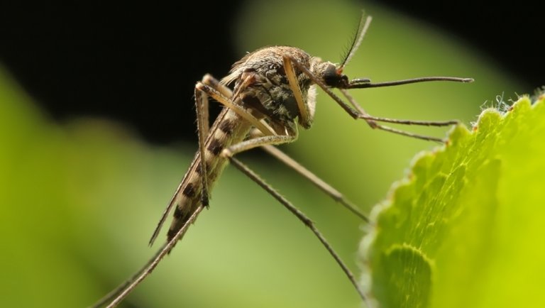 Földi szúnyoggyérítés – irtás és tájékoztató