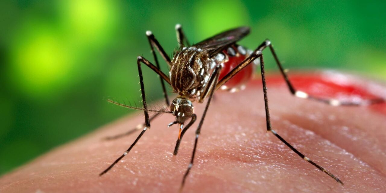 Földi szúnyoggyérítés