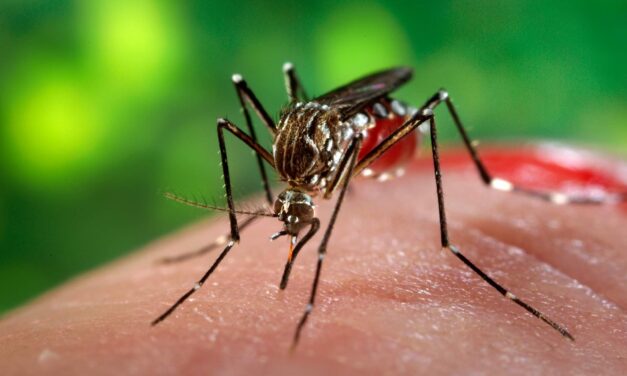 Földi szúnyoggyérítés